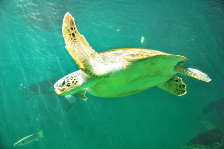 Sea turtles 