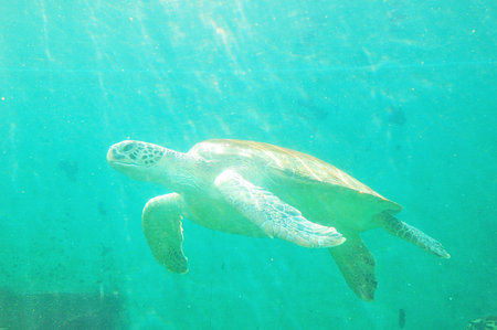 Sea turtles 
