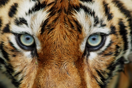 close up of tiger faceの写真素材