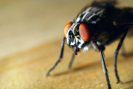 close up of flyの写真素材