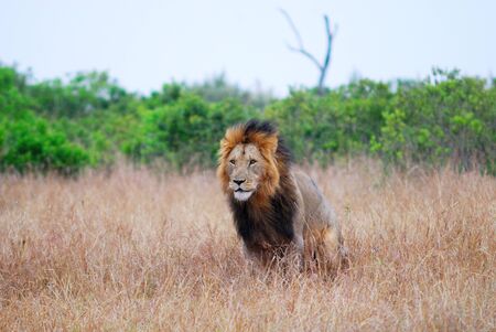 Lion restingの写真素材