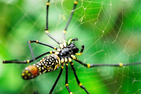 spider with the morning dew の写真素材