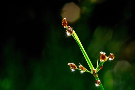 dew in the morning の写真素材