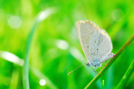 butterfly caught in the blade of grass in the morningの写真素材