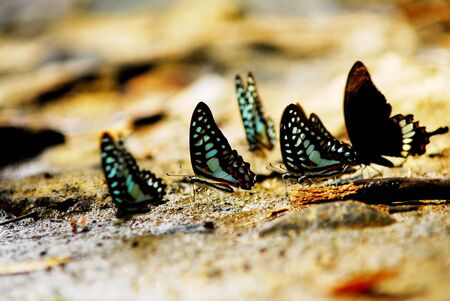 Butterfly climb the stoneの写真素材