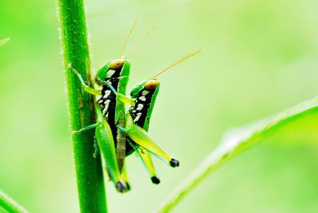grasshopper hybridize の写真素材