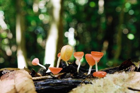  pink burn cup clusterの写真素材