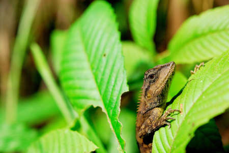 Chameleon hiding under the leavesの写真素材