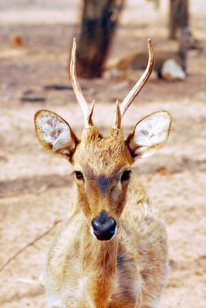 portrait of deer の写真素材