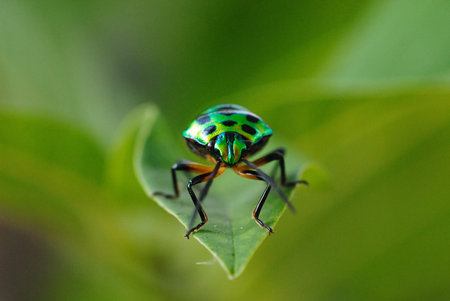 close up of insect