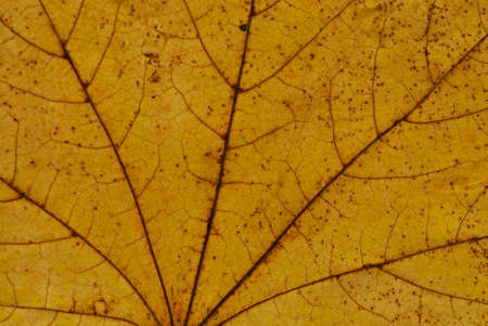 close up of leafの写真素材