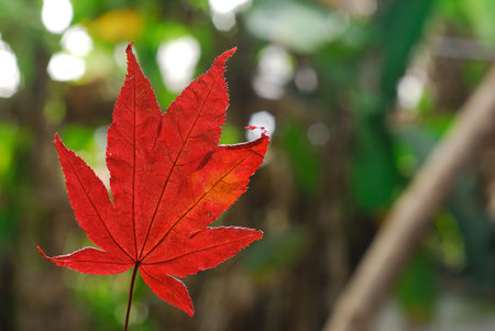 a leaf with sunlight reflection