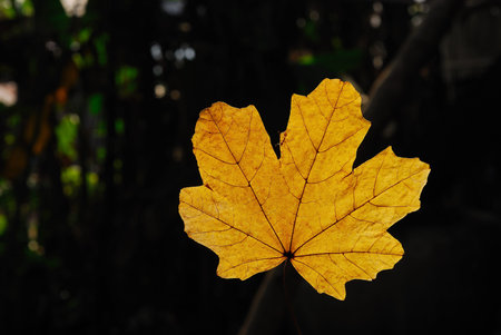 a leaf with sunlight reflection
