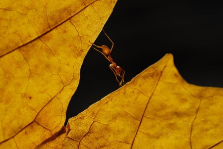 ant climb on leafの写真素材