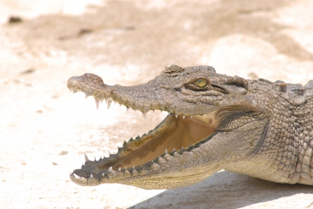 resting crocodile at crocodile farm in Thailandの写真素材