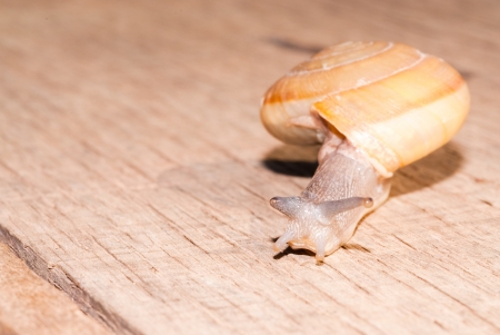 snail climb on  the wood の写真素材