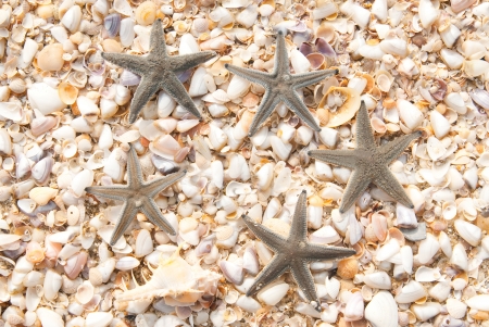 five star fish on the beach in thailandの写真素材