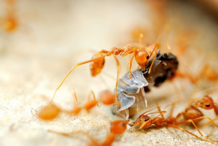 Ant try to move victim back to nestの写真素材