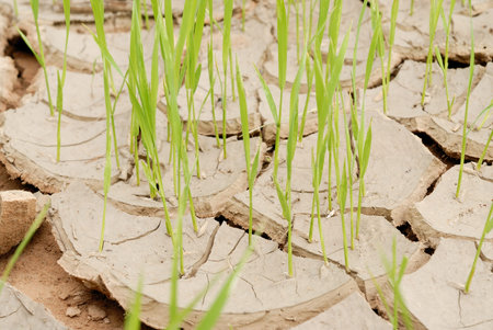 young crops growing on cracked soil の写真素材