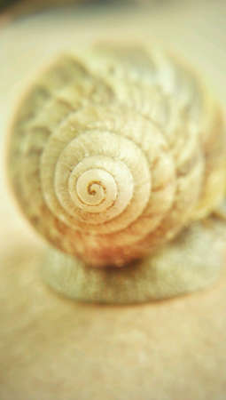 Close up of snailの素材