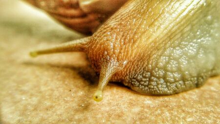 Close up of snailの素材