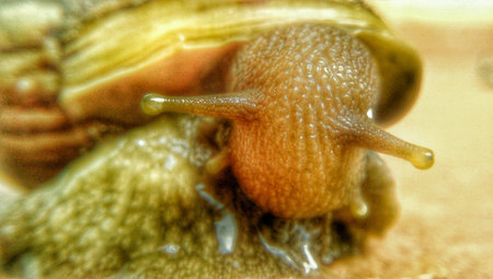 Close up of snailの素材