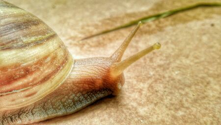 Close up of snailの素材