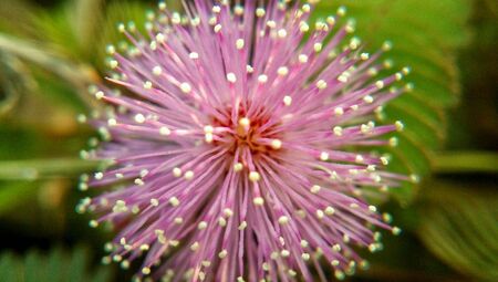 Close up of sensitive plant flower beside of the roadの素材