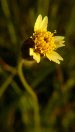 Close up small flower beside of the roadの素材