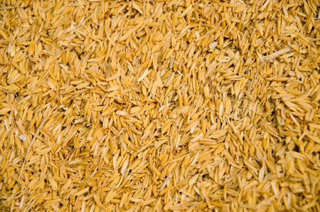 Rice husk の写真素材