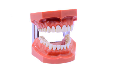 Teeth model 