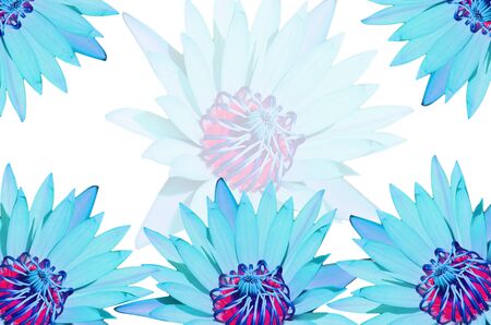 Water lilyの写真素材