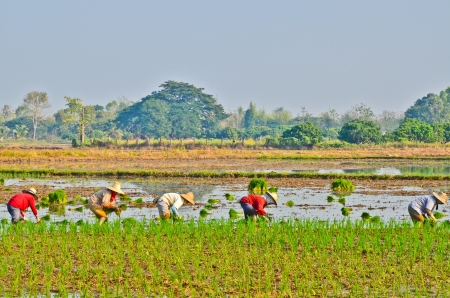 Farmers are planting rice in the farm.の写真素材