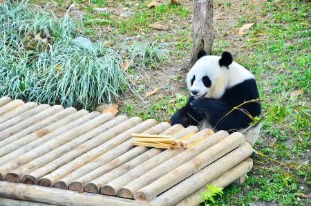 Panda eating bamboo の写真素材
