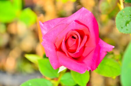 Pink Rose Bloomingの写真素材