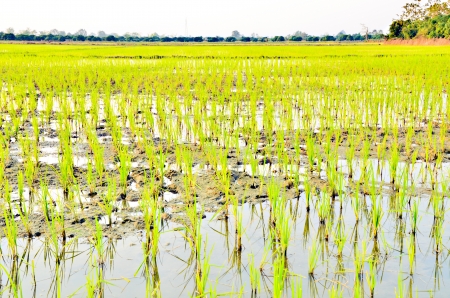 Planting rice backgrownの写真素材