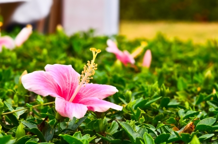 Chinese hibiscus pinkの写真素材
