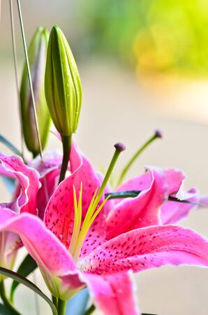 Fragrant lilies close up and drop waterの写真素材