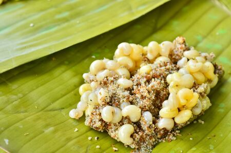 Ant eggsの写真素材