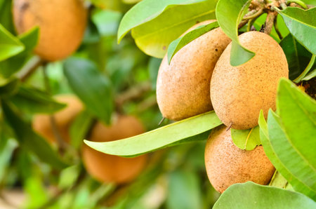 Sapodilla fruit  in garden の写真素材