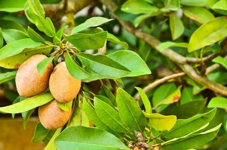 Sapodilla fruit on the treeの写真素材