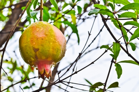 Pomegranate Fruit on Treeの写真素材