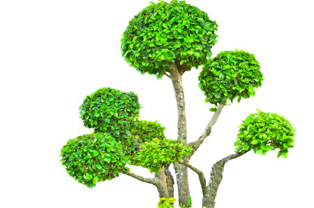 Bending trees