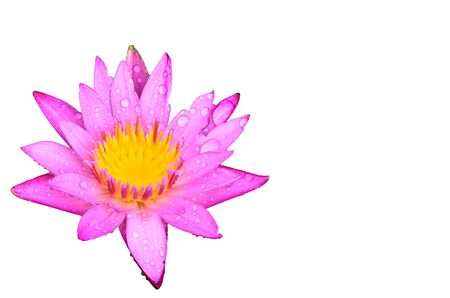 water lily in sunlight beautiful iaolatedの写真素材