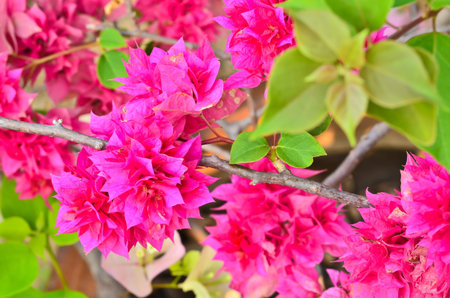 Bougainvillea Flower