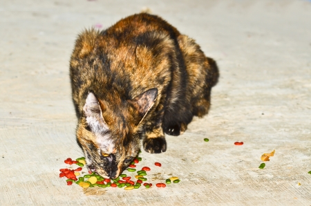 eating catの写真素材