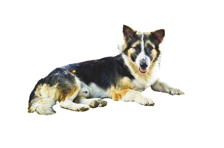 dog layingの写真素材