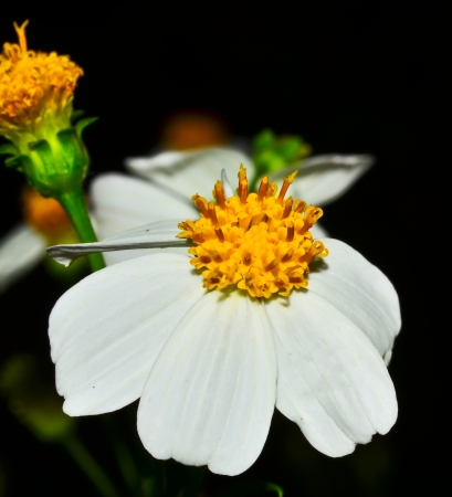 white flower  close upの写真素材
