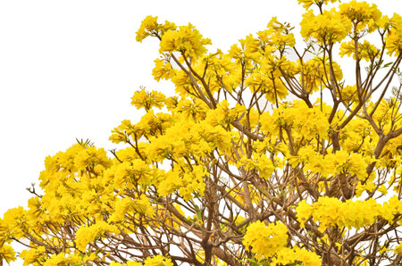 yellow flower blooming on the tree