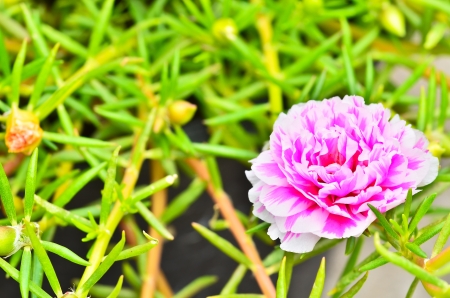 Common Purslaneの写真素材